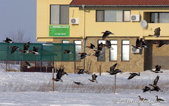 Birding Lodge, Durankulak