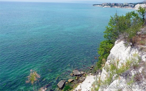 Sea View, Topola